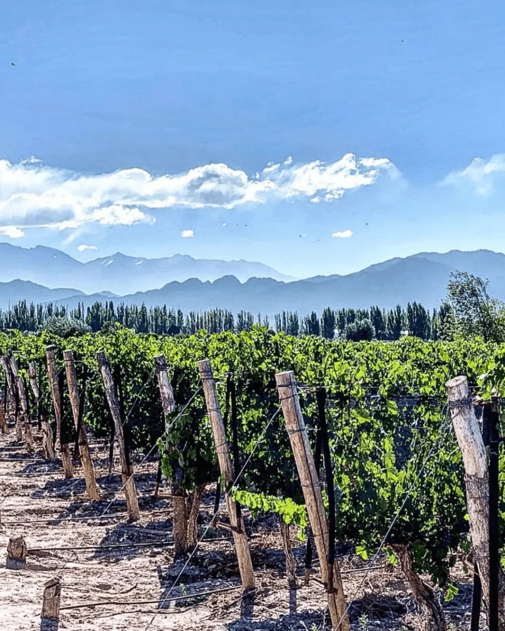 El Camino del Vino